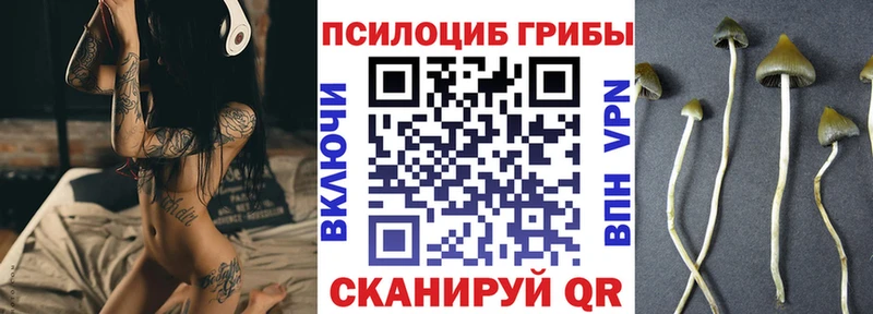 Купить  Чусовой  Галлюциногенные грибы Psilocybine cubensis 